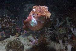 Cuttlefish taken in Phillipines. Taken with Canon EOS 10D... by Simon Trickett 